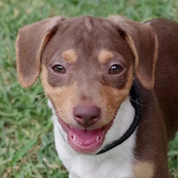 A baby small-sized female White / Cream Mixed Breed dog named Baby Jane for adoption in Miami, FL