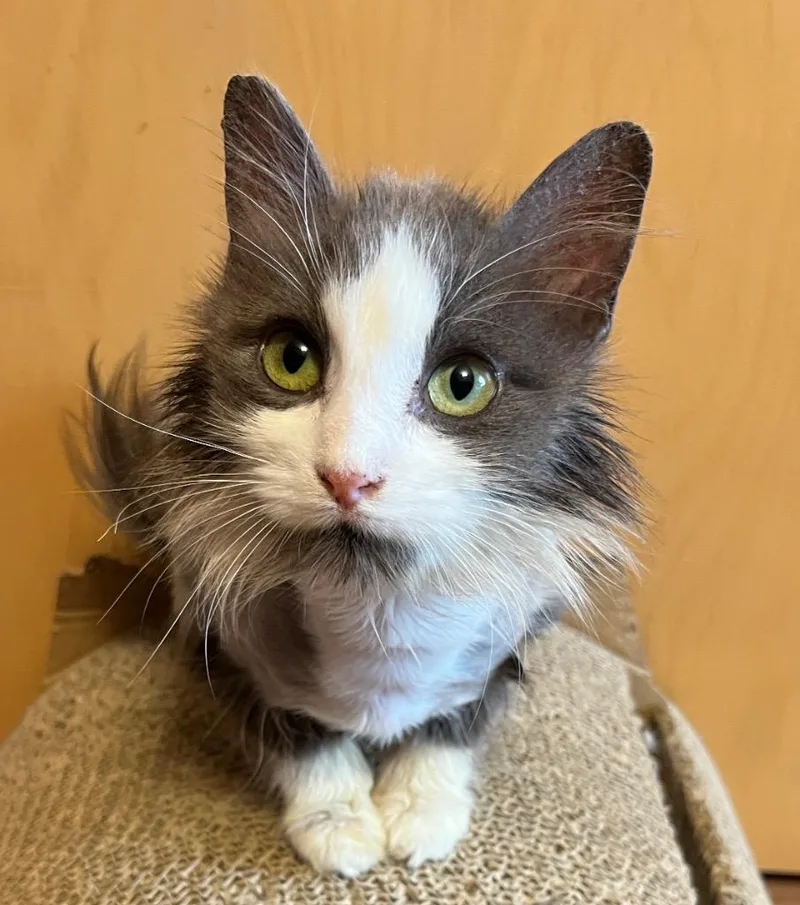 A baby medium-sized female Domestic Long Hair cat named Frisky for adoption in Fond Du Lac, WI