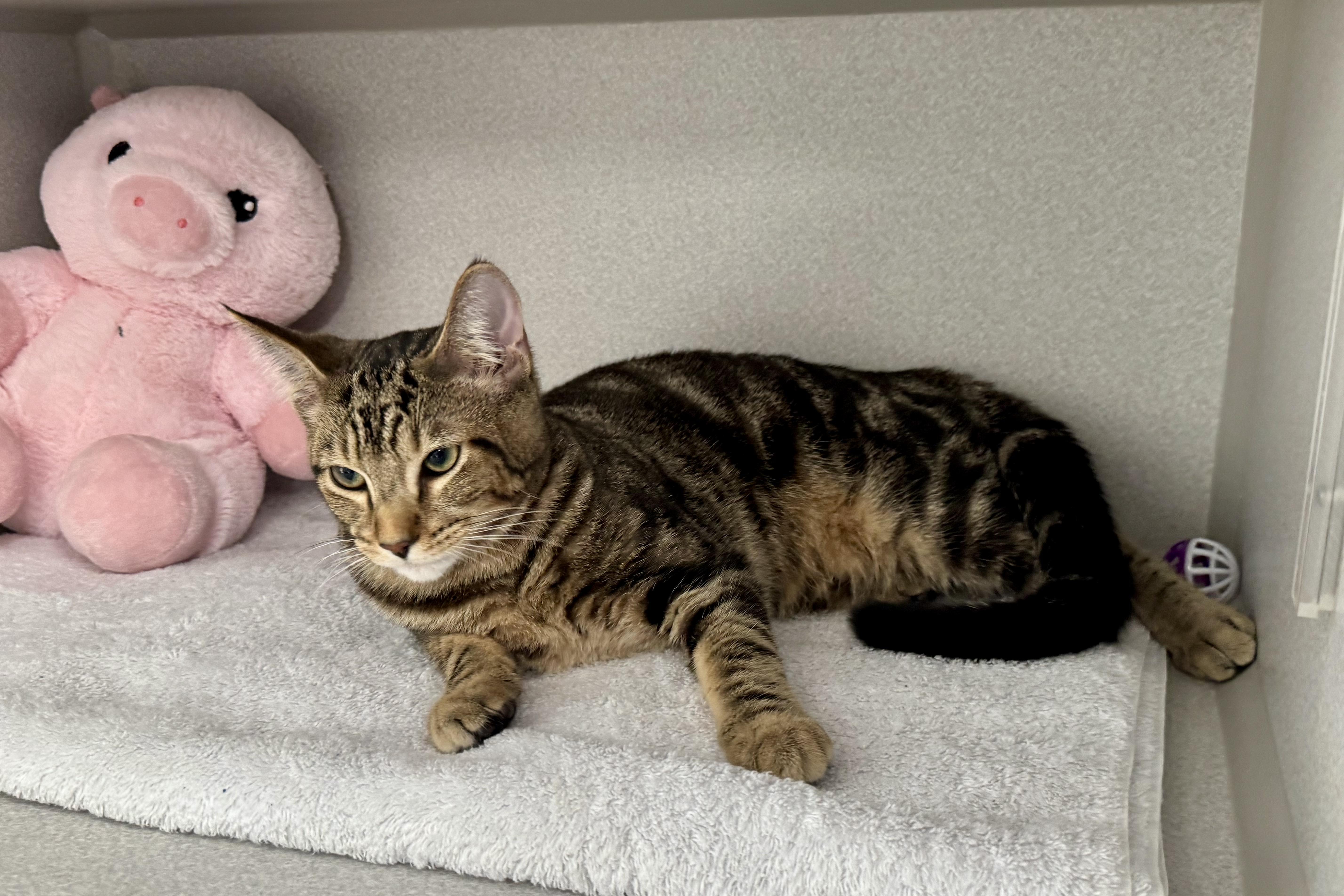 A baby medium-sized male Tabby (Brown / Chocolate) Tabby cat named Butch for adoption in Red Bluff, CA