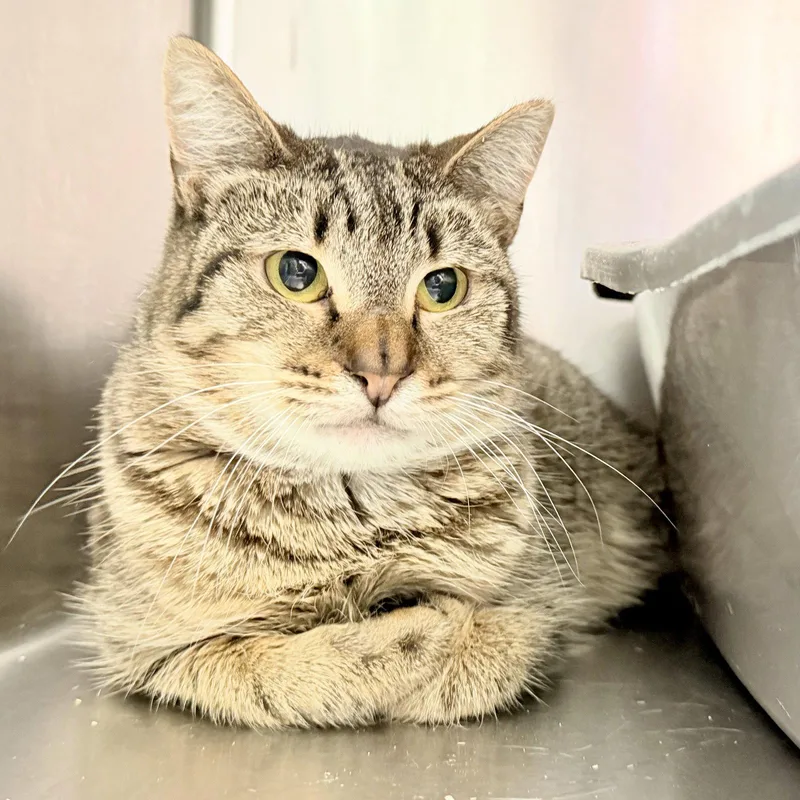 A young medium-sized female Brown / Chocolate Domestic Short Hair cat named Minni for adoption in Oakland, CA