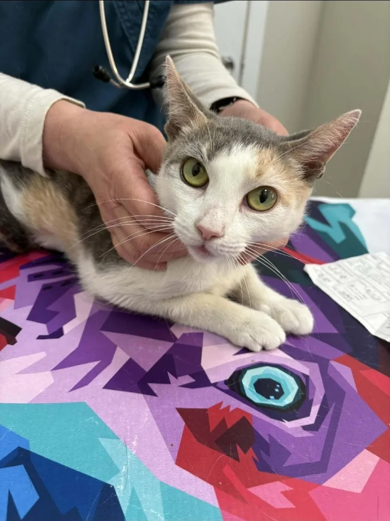 A young medium-sized female Calico cat named Faye for adoption in Brooklyn, NY