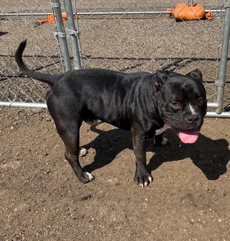 An adult medium-sized male Mixed Breed dog named Moto Moto for adoption in Minot, ND
