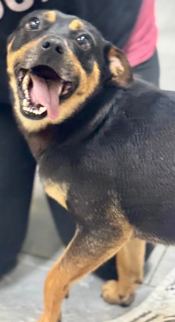 An adult medium-sized male Pug dog named Rivello for adoption in Fort Lupton, CO