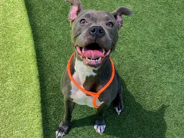 An adult medium-sized female Pit Bull Terrier dog named Scout for adoption in Tustin, CA