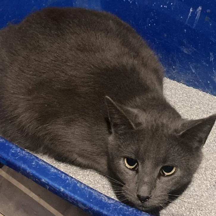 An adult medium-sized female Gray / Blue / Silver Domestic Short Hair cat named Fairy for adoption in Lake Orion, MI
