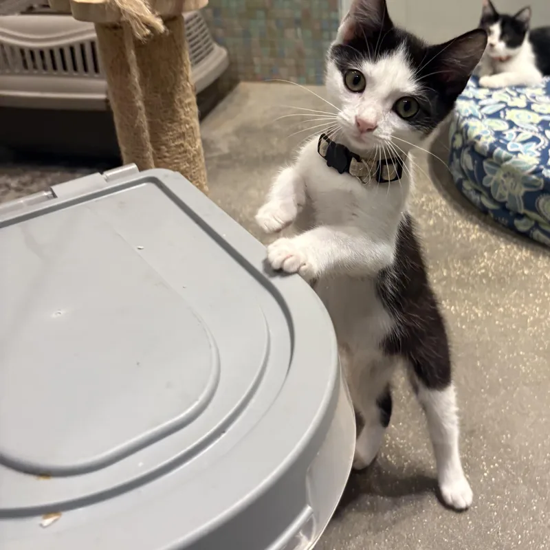 A baby medium-sized male Black & White / Tuxedo Domestic Short Hair cat named Aedion for adoption in Saint Pete Beach, FL