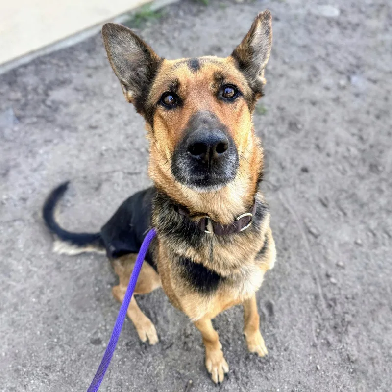 An adult large-sized female German Shepherd Dog dog named Pleasanton for adoption in Oakland, CA