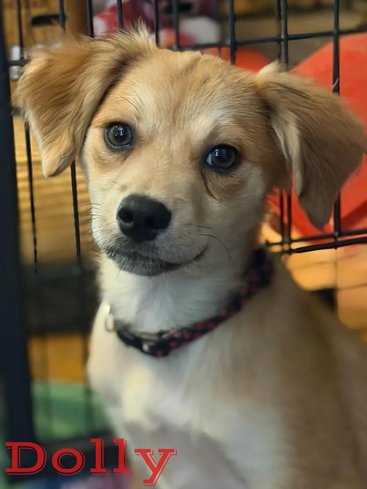 A baby small-sized female Brown / Chocolate Chihuahua dog named Dolly for adoption in Pleasant Hill, CA