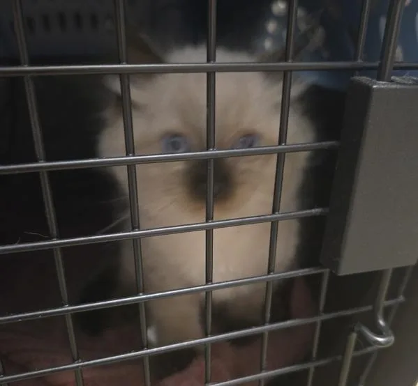 A baby small-sized male Domestic Long Hair cat named Mr. Nibblets for adoption in Oceanside, CA