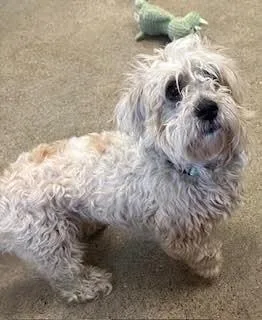 A young small-sized male Maltese dog named Bandit for adoption in Fremont, OH