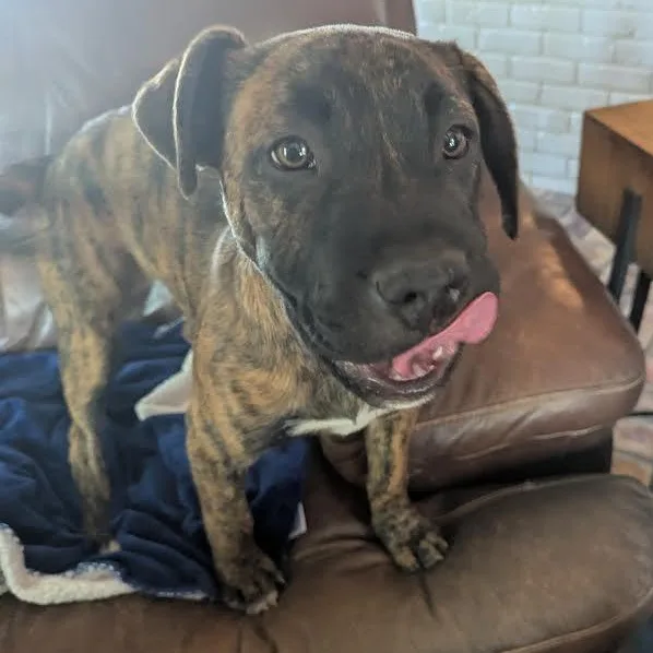 A baby medium-sized male Brindle Terrier dog named Frodo for adoption in Springfield, MO