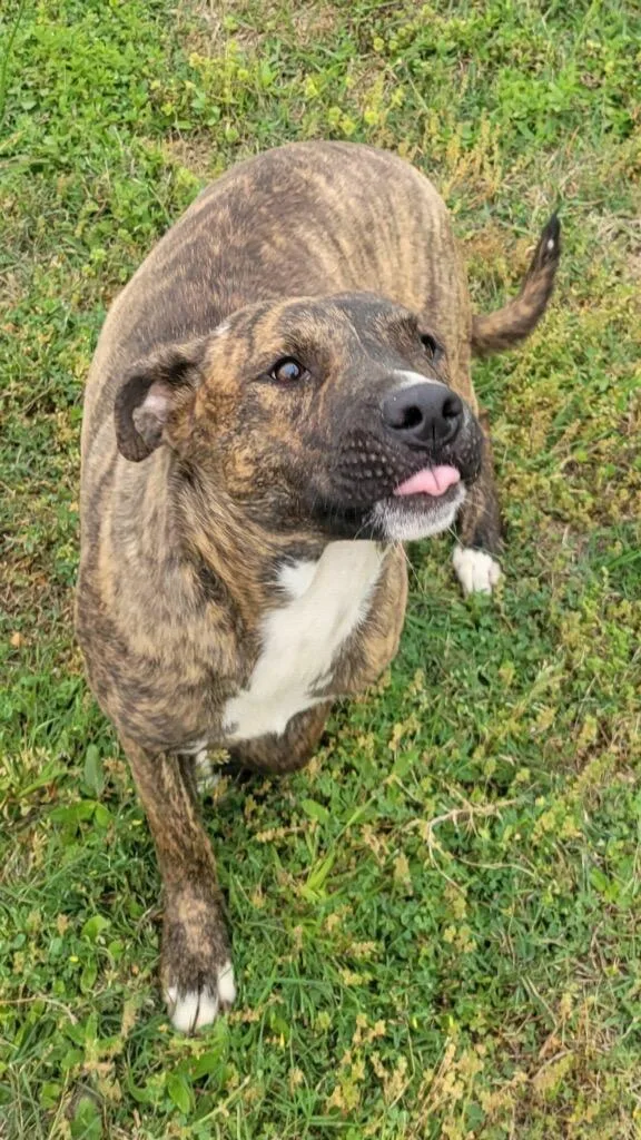 A young large-sized female Plott Hound dog named Faith for adoption in Metter, GA