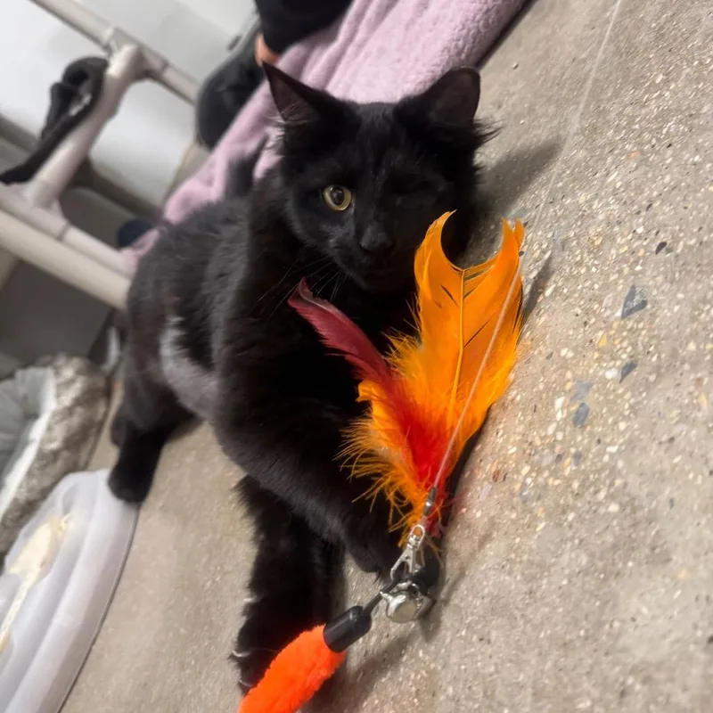 A young medium-sized male Black Domestic Short Hair cat named Cotton Eye Joe for adoption in York, PA