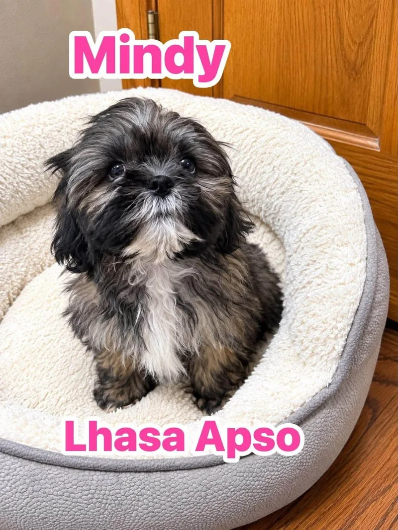 A baby small-sized female Lhasa Apso dog named Mindy for adoption in Union Grove, WI