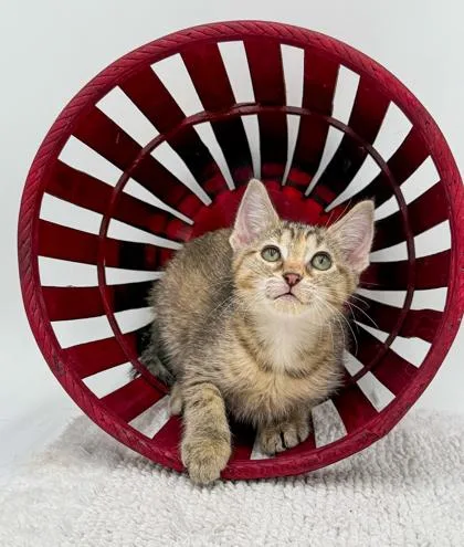 A baby small-sized female Domestic Short Hair cat named Brownie for adoption in Bridgewater, NJ
