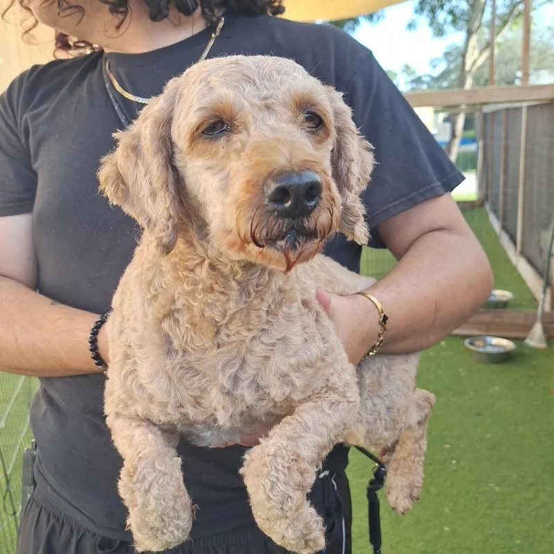 An adult small-sized female Yellow / Tan / Blond / Fawn Poodle dog named Sally for adoption in LOXAHATCHEE, FL