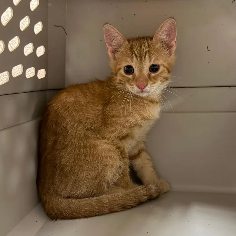 A baby small-sized male Orange / Red Domestic Short Hair cat named Peter for adoption in Stillwater, OK