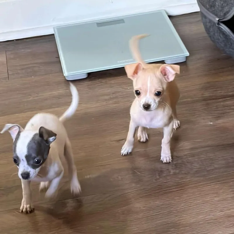 A baby small-sized male White / Cream Chihuahua dog named Milo for adoption in Normal, IL