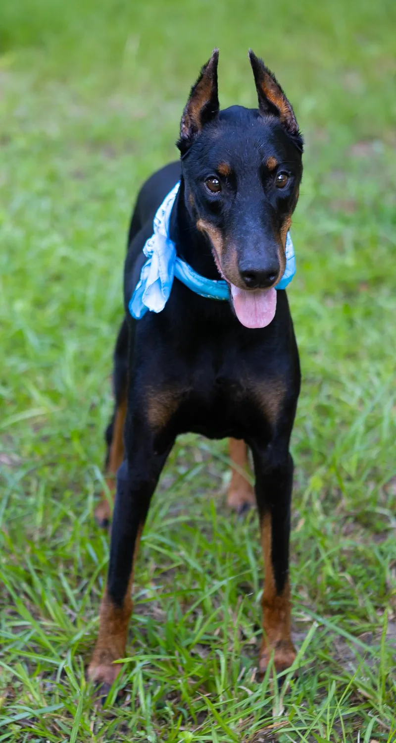 An adult large-sized male Black Doberman Pinscher dog named Lux for adoption in Zachary, LA
