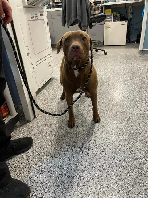 A young large-sized male Mixed Breed dog named Bean for adoption in Palmetto, FL
