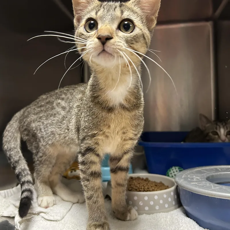 A young medium-sized male Tabby (Brown / Chocolate) Domestic Short Hair cat named Channing & Tatum for adoption in La Grange Park, IL