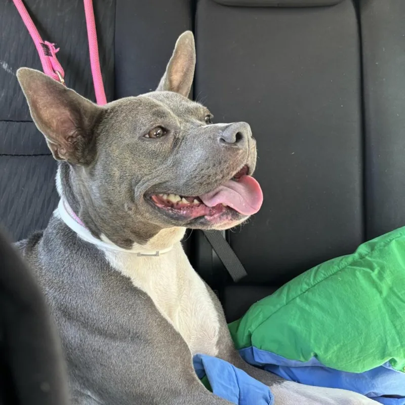 A young medium-sized female Staffordshire Bull Terrier dog named Shadow for adoption in Houston, TX