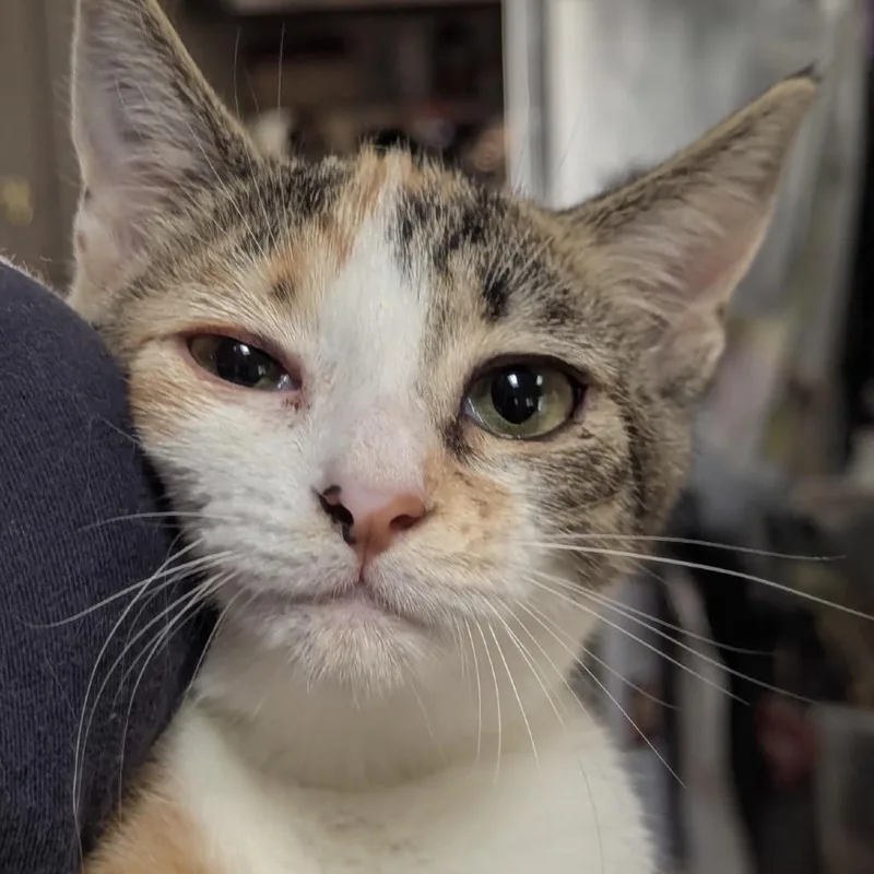 A baby small-sized female Calico Domestic Short Hair cat named Goldie Locks for adoption in Ashland, VA