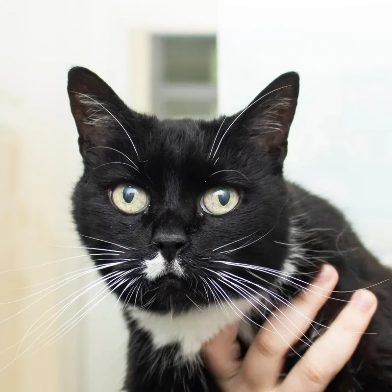 A senior medium-sized female Black Domestic Short Hair cat named Lady Beatrix for adoption in Middletown, RI