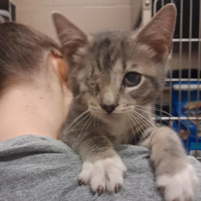 A baby small-sized female Gray / Blue / Silver Domestic Short Hair cat named Sunflower for adoption in York, PA