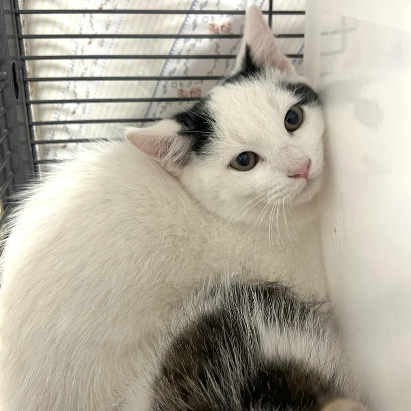 A baby small-sized male Domestic Short Hair cat named East for adoption in Binghamton, NY