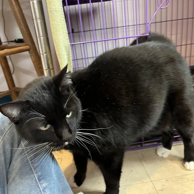 An adult large-sized female Black & White / Tuxedo Domestic Short Hair cat named Sprinkles for adoption in Salisbury, MA