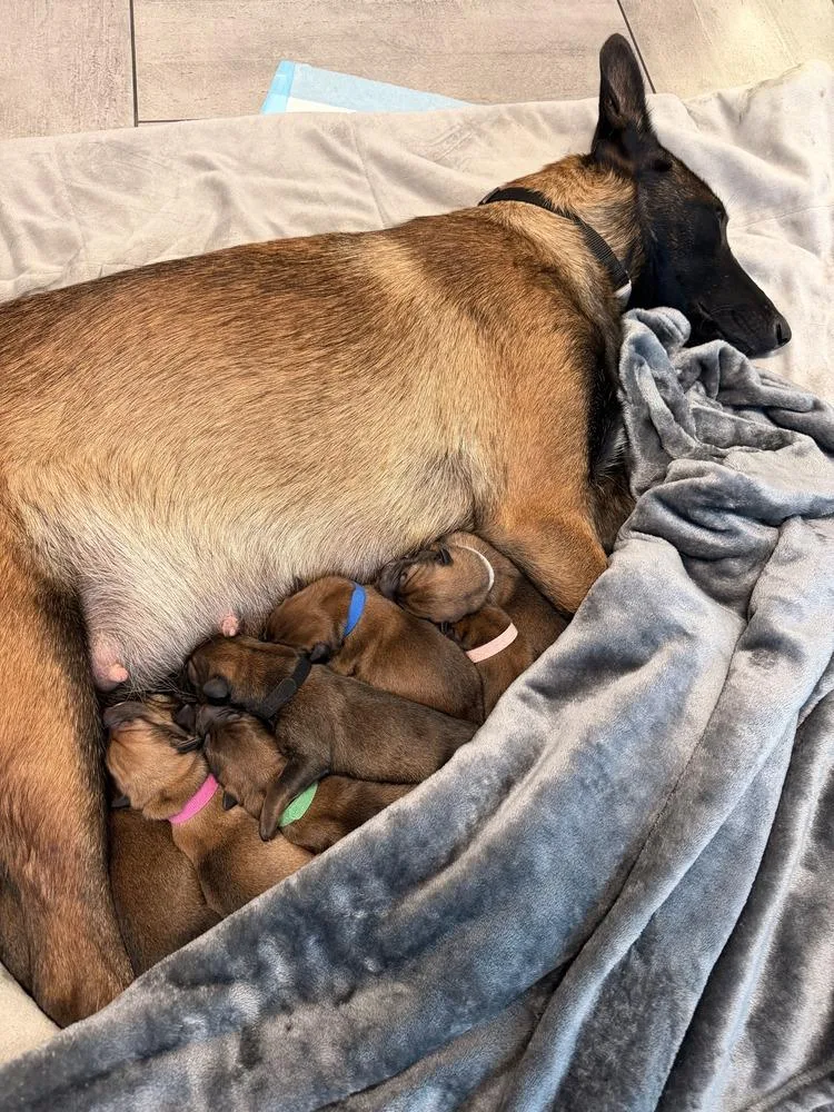 A baby small-sized male Tricolor (Brown, Black, & White) Belgian Shepherd / Malinois dog named Pokemon Baby Cubone Located for adoption in Imlay City, MI