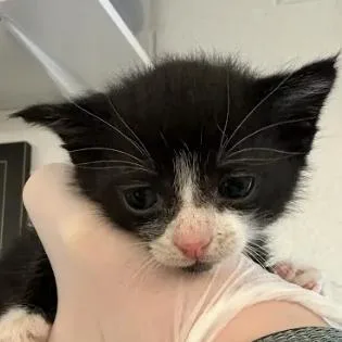 A baby small-sized male Black Domestic Short Hair cat named Viper for adoption in South Elgin, IL