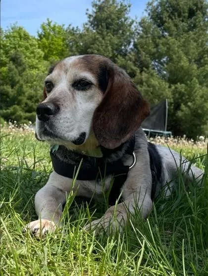 A senior small-sized male White / Cream Beagle dog named Johnny Cash for adoption in Harbor Springs, MI