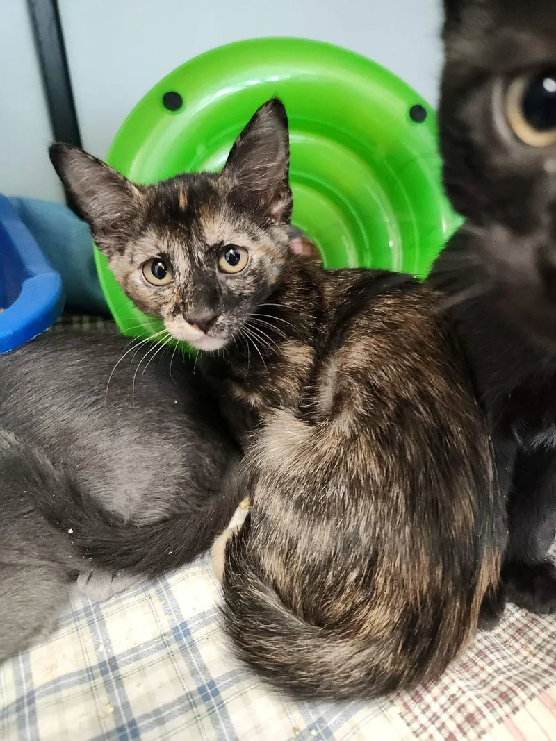 A young small-sized female Domestic Medium Hair cat named Crissie for adoption in Kingman, AZ