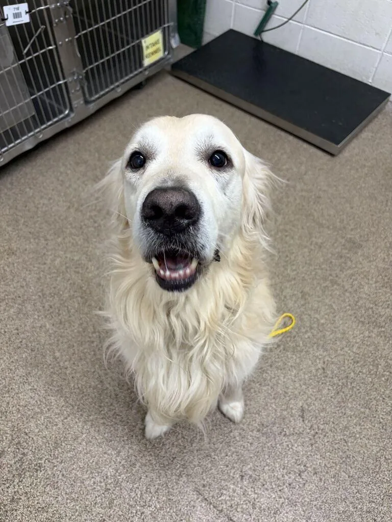 An adult large-sized male Yellow / Tan / Blond / Fawn Golden Retriever dog named Scout for adoption in Fruit Heights, UT