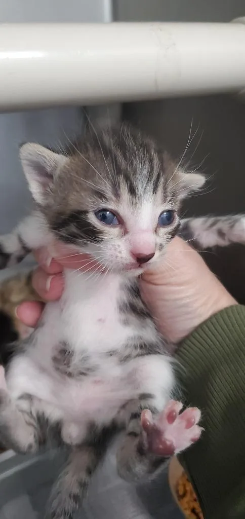A baby medium-sized male Domestic Short Hair cat named Gizmo PA for adoption in Denham Springs, LA