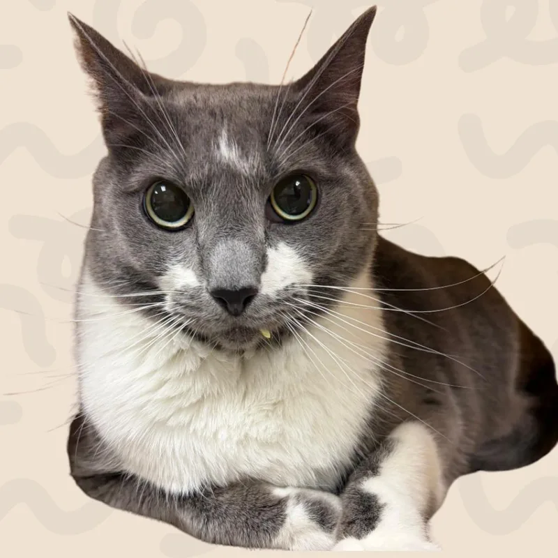 An adult large-sized male American Shorthair cat named Bones for adoption in Reno, NV