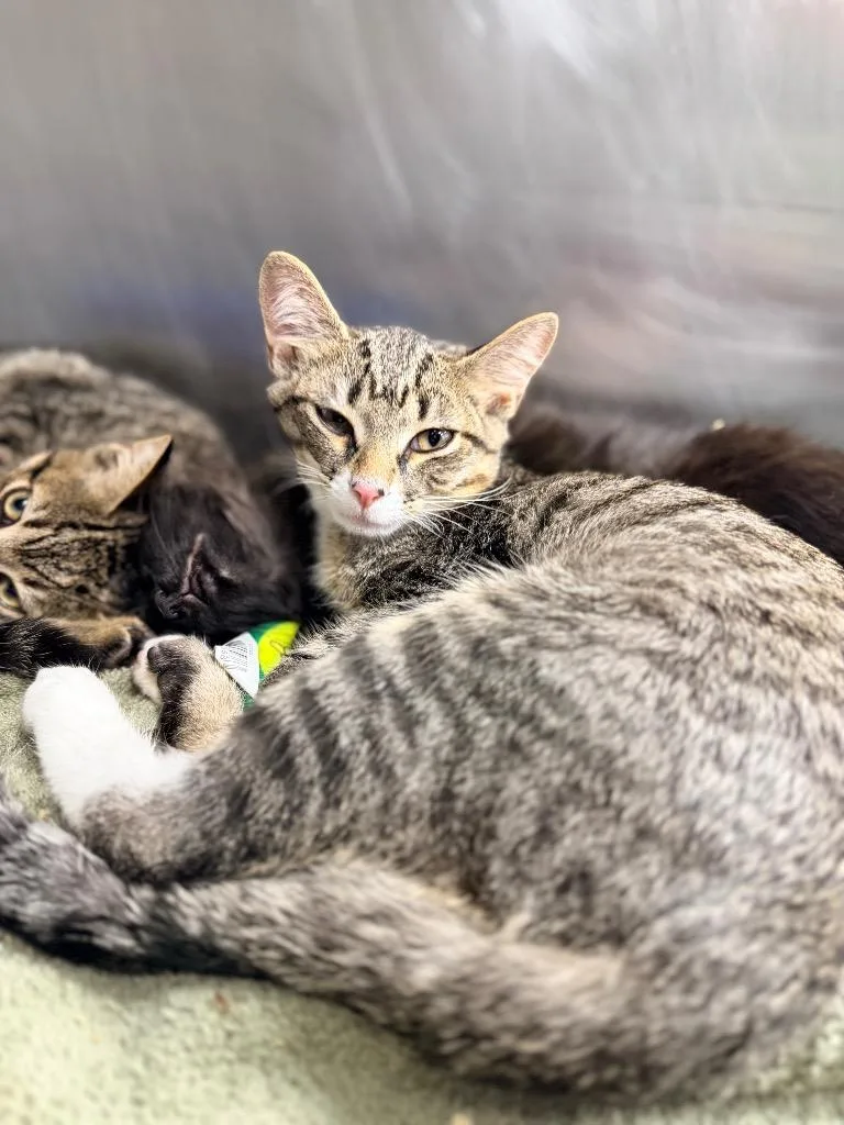 A baby medium-sized male Domestic Short Hair cat named Aiden for adoption in Danielsville, GA