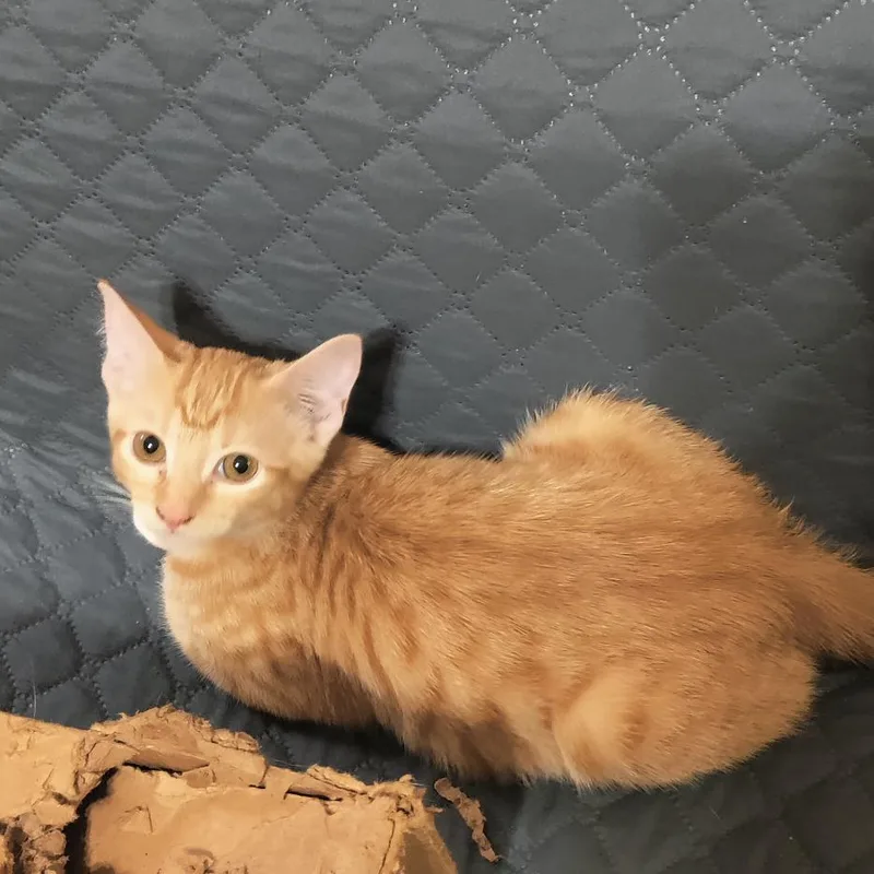 A baby small-sized male Orange / Red Domestic Short Hair cat named Porgy for adoption in San Antonio, TX