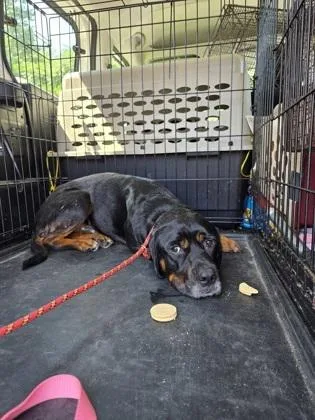 An adult large-sized male Mixed Breed dog named Little Man for adoption in Clarks Summit, PA