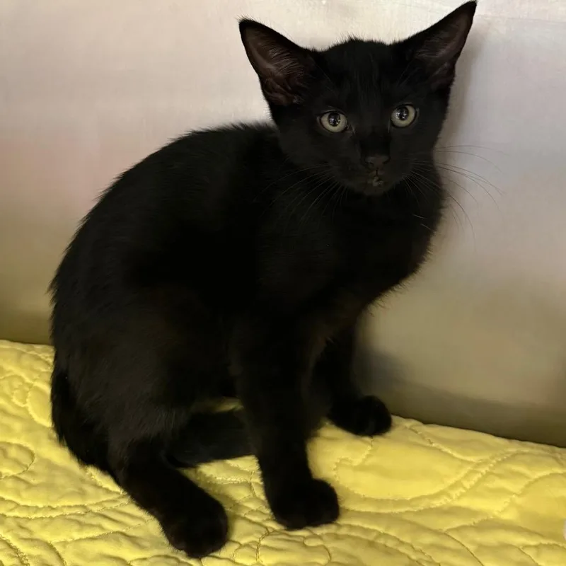 A baby small-sized female Domestic Short Hair cat named Nyx for adoption in West Palm Beach, FL