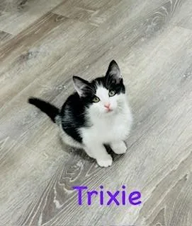 Trixie