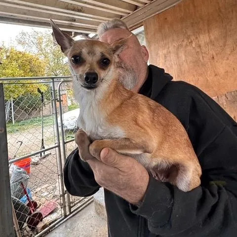 An adult small-sized female Golden Chihuahua dog named Chola for adoption in Bend, OR