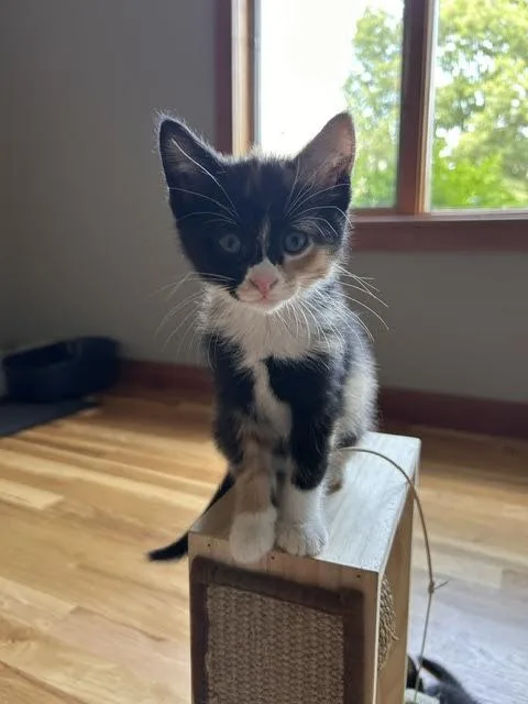 A baby small-sized female Calico cat named Kendra for adoption in Mankato, MN