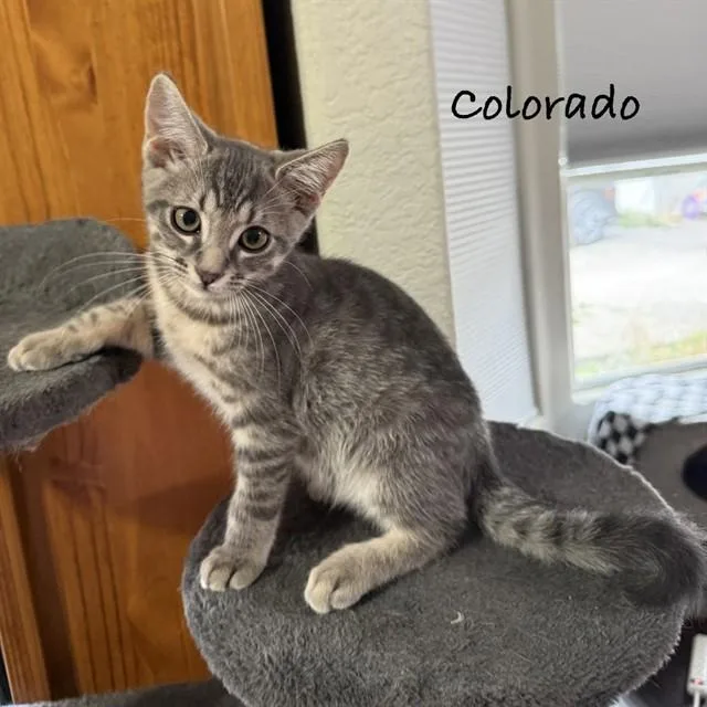 A baby small-sized male Domestic Medium Hair cat named Colorado for adoption in Auburn, CA