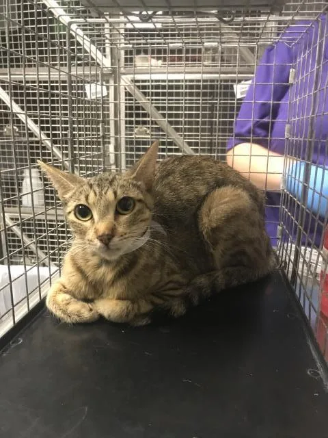 A young medium-sized female Domestic Long Hair cat named A for adoption in Conroe, TX