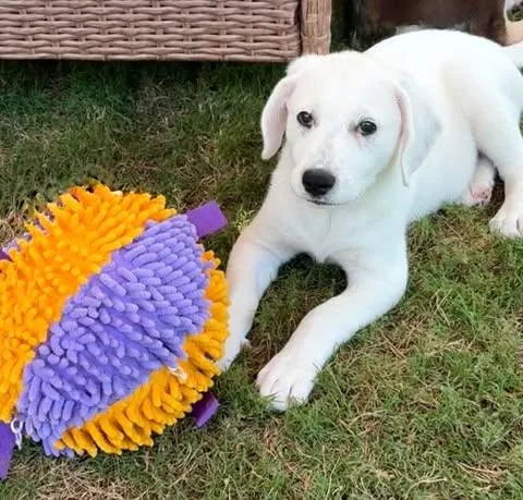 A baby medium-sized female White / Cream Beagle dog named Gianna for adoption in Vernon, CT