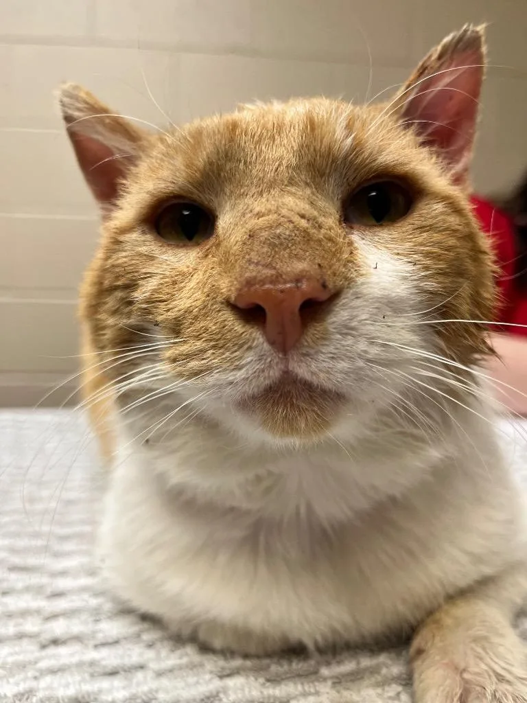 A young medium-sized male Domestic Short Hair cat named Opie for adoption in Wintersville, OH