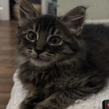 A baby small-sized male Domestic Short Hair cat named Chain for adoption in Oakland, CA